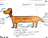 Ilustracja pokazuje psa jako metaforę rozprawki. Głowa to wstęp, tułów to rozwinięcie, a ogonek to zakończenie. Jak zakończyć rozprawkę? Wnioskami, bez dodawania nic nowego.